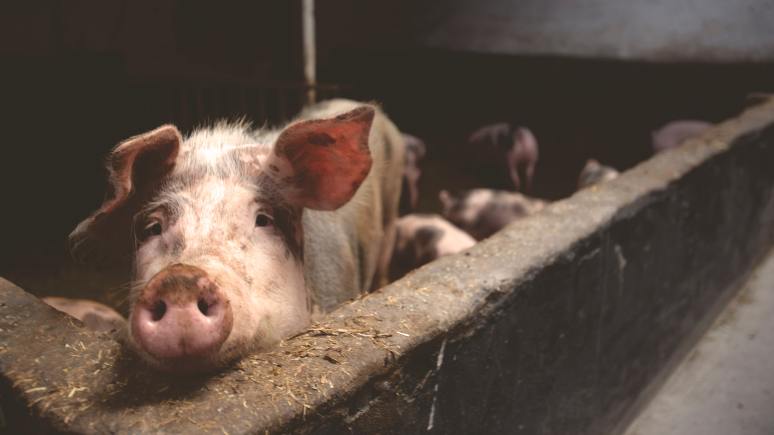 KVIETIMAS TEIKTI PARAIŠKAS GAUTI DE MINIMIS PAGALBĄ BIOLOGINIO SAUGUMO PRIEMONIŲ ĮSIGIJIMO...