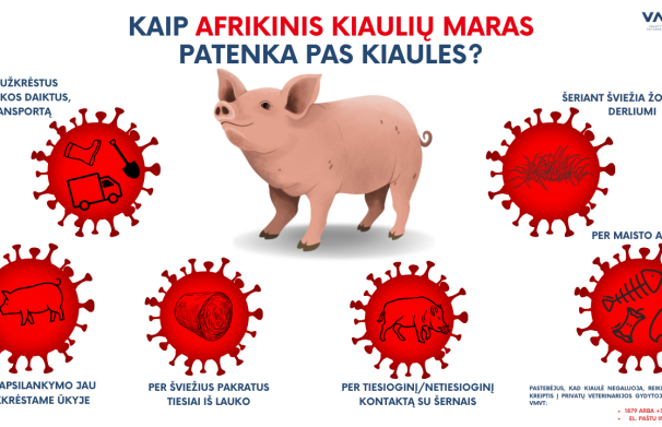 Pirmasis šiemet afrikinio kiaulių maro protrūkis – kiaulių ūkyje Latvijoje