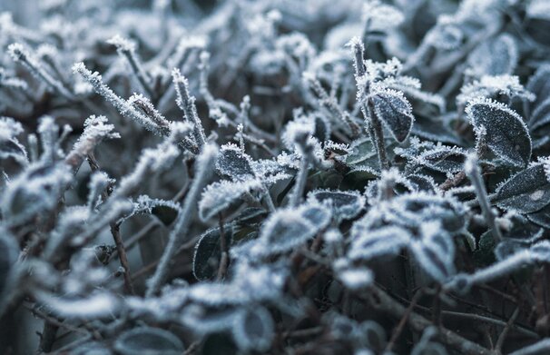 Perspėjimas apie stichinį meteorologinį reiškinį – šalną aktyviosios augalų vegetacijos laikotarpiu